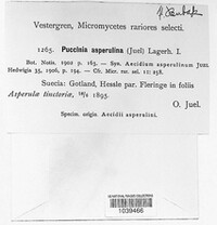Puccinia asperulina image